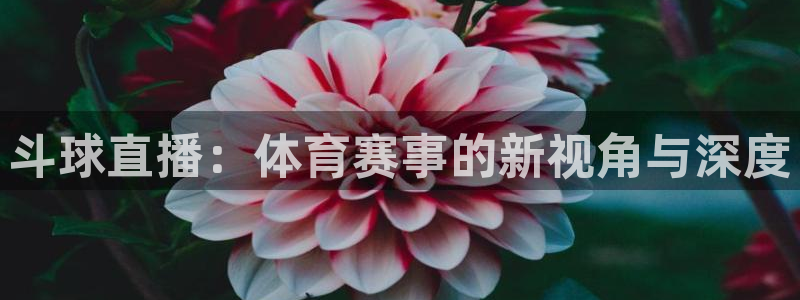 龙门直播免费体育直播：斗球直播：体育赛事的新视角与深度