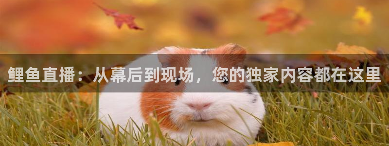 龙门直播吧：鲤鱼直播：从幕后到现场，您的独家内容都在这里