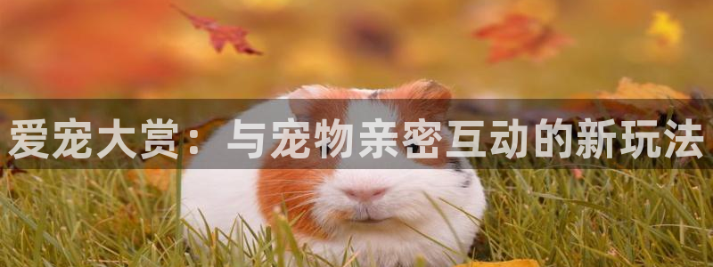 龙门nba免费直播：爱宠大赏：与宠物亲密互动的新玩法