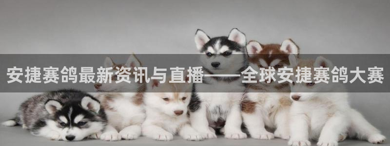 龙门直播官网：安捷赛鸽最新资讯与直播——全球安捷赛鸽大赛